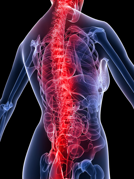 chiro 3d full spine.jpg