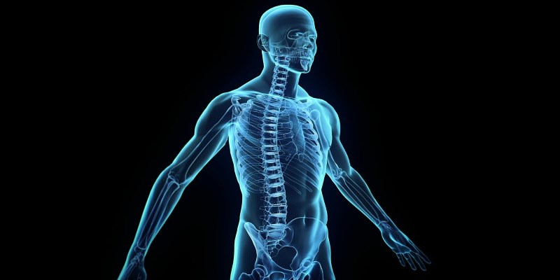 Schéma anatomique du corps humain montrant l’alignement de la colonne vertébrale et du squelette.
