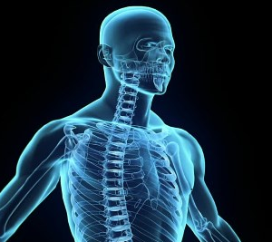 Schéma anatomique du haut du corps montrant l’alignement de la colonne cervicale et thoracique.