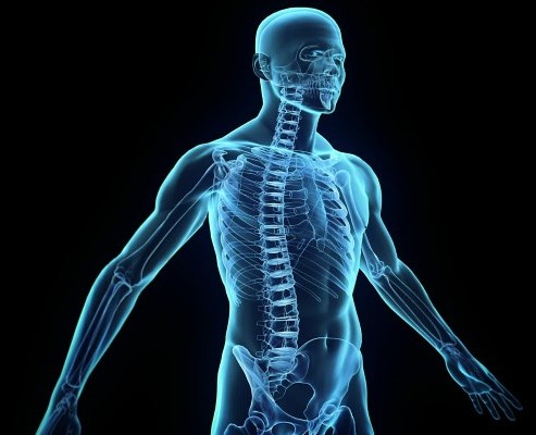 Schéma anatomique du corps humain montrant l’alignement de la colonne vertébrale et du squelette.
